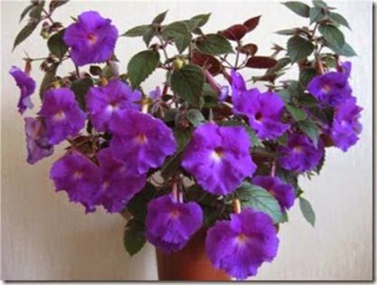 Achimenes pulcherrima-2 lei - Vanzare achi-INDISPONIBIL