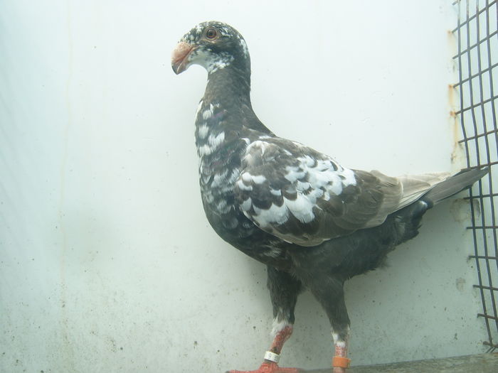 nr. 20  vinduta - PUI - VOIAJORI GERMANI - 2015