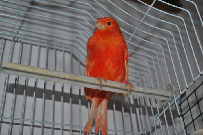 DSC_0003 - 3 Canari Roller