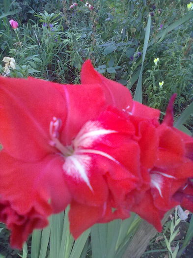ABCD0006 - gladiole 2015