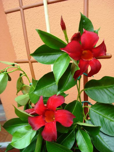 final de august (19)