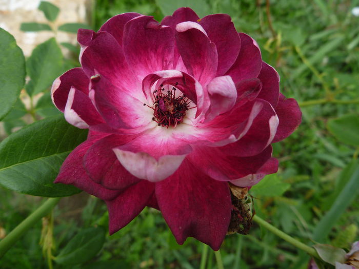 Burgundy Ice - Colectie trandafiri