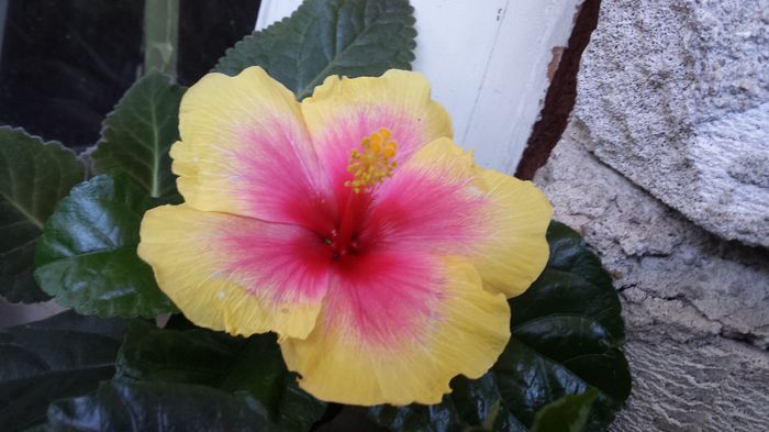 20150825_185856 - flori 2015