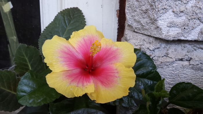 20150825_185847 - flori 2015