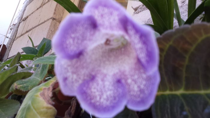 20150807_164459 - flori 2015