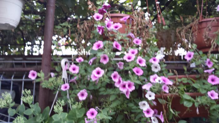 20150825_190257 - flori 2015
