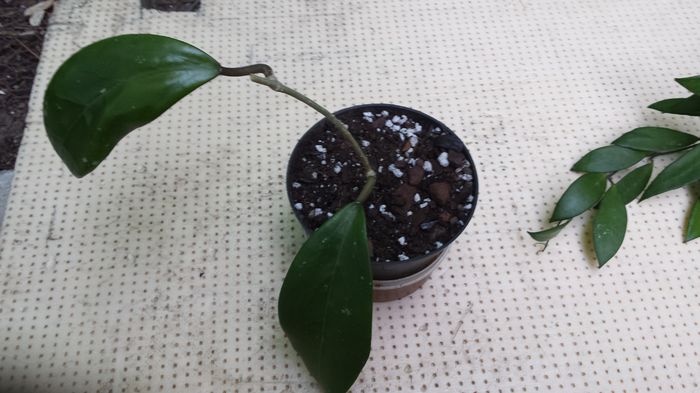 hoya bicolor - flori 2015