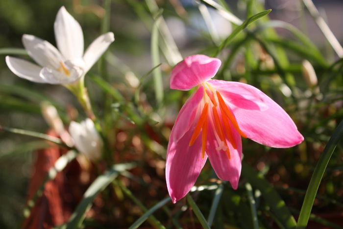 IMG_5860 - 2015 vara fierbinte