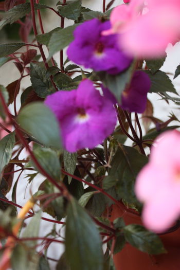 IMG_5864 - 2015 vara fierbinte