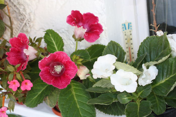 IMG_5869 - 2015 vara fierbinte