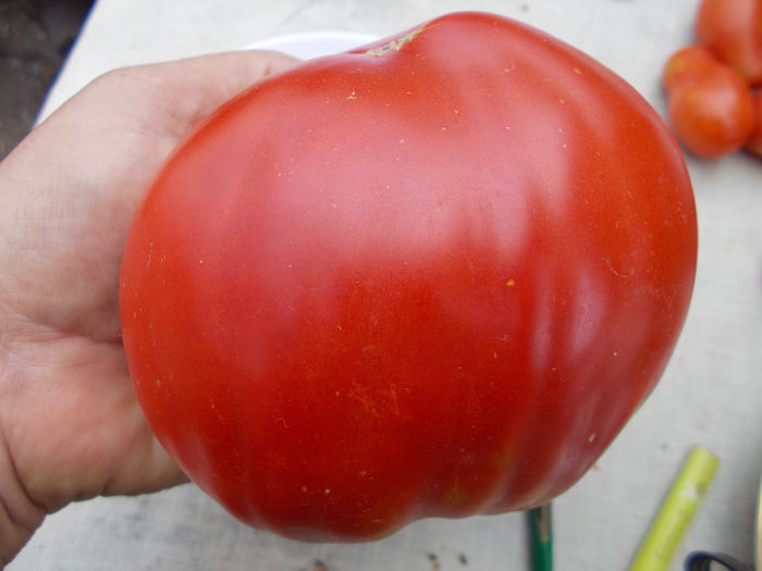  - SEMINTE ROSII - BOSNISCHE FLEISCHTOMATE