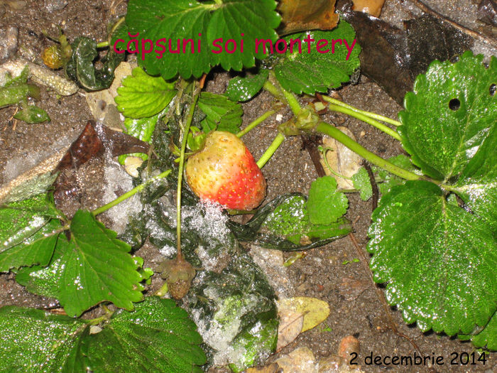 pictures 828 - oferta TOAMNA 2015 ARBUSTI FRUCTIFERI  GOJI MUR drajoni zmeur tayberry agrisi