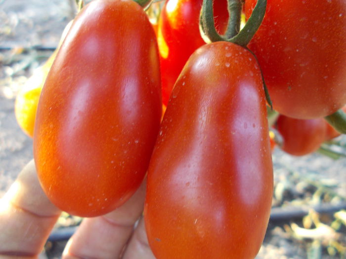  - SEMINTE ROSII - ROTE ZUCKERPFLAUME - SACHARNAJA SLIWA KRASNAYA