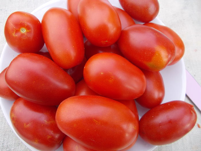  - SEMINTE ROSII - ROTE ZUCKERPFLAUME - SACHARNAJA SLIWA KRASNAYA