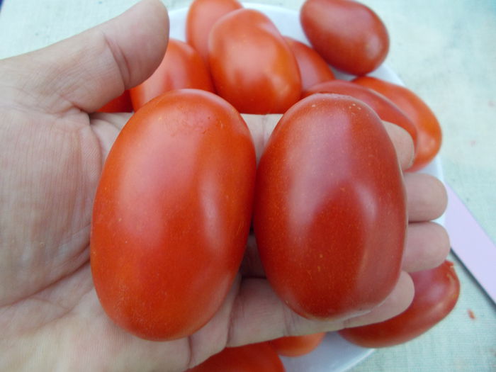  - SEMINTE ROSII - ROTE ZUCKERPFLAUME - SACHARNAJA SLIWA KRASNAYA