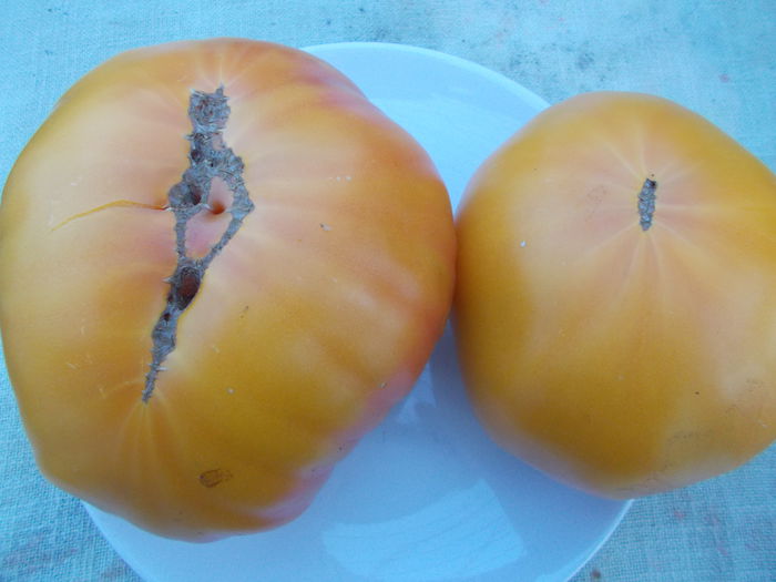  - SEMINTE ROSII - ALLEMANDE DOREE