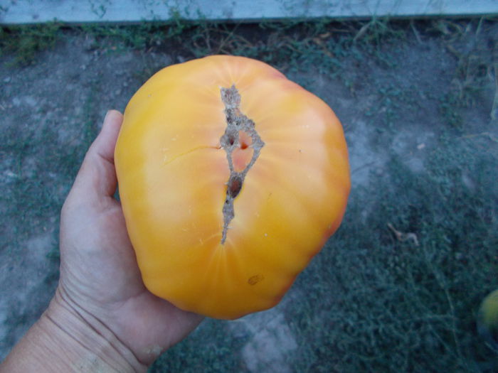  - SEMINTE ROSII - ALLEMANDE DOREE