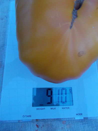  - SEMINTE ROSII - ALLEMANDE DOREE