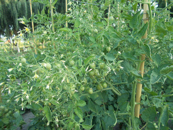  - SEMINTE ROSII - GELBE KIRSCHTOMATE