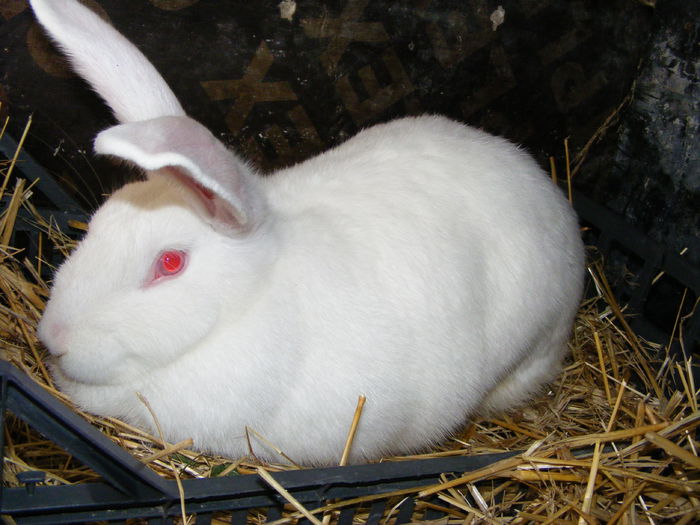 DSCF0044 - iepuri hycole alb si colorat
