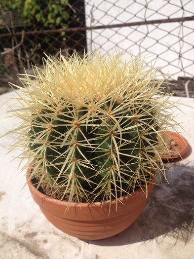 Echinocactus grusoni