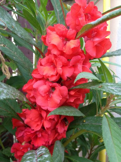 impatiens balsamite - floricelele mele