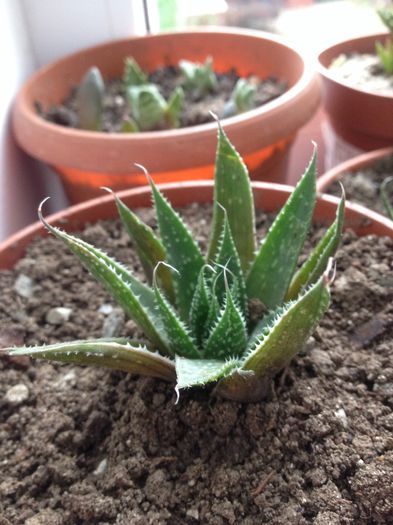 Aloe aristata