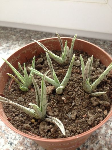 Aloe snowflacks mini