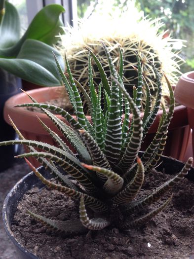 Haworthia fasciata - haworthia