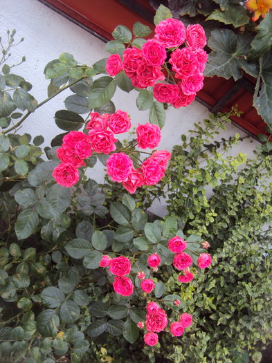 DSC04543