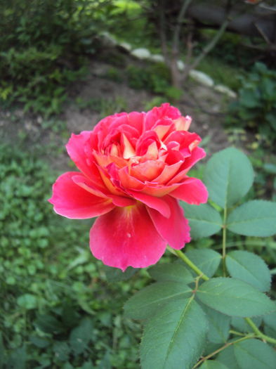 DSC05413