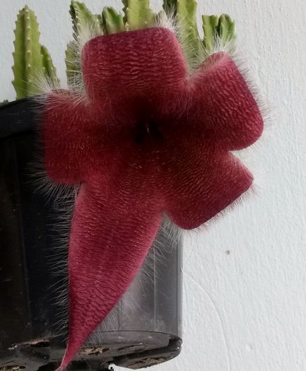 Stapelia grandiflora