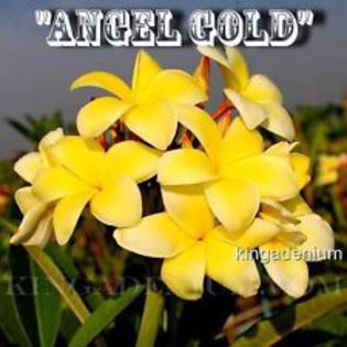 angel gold - seminte plumeria 2022