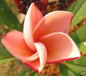 salmon pink - seminte plumeria 2022