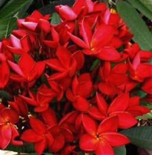 bongo jazz - seminte plumeria 2022