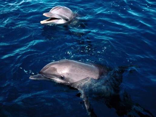 18320 - delfini