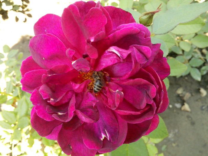  - 0 TRANDAFIRI DIMOV 2015