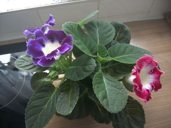 WIN_20150826_114519 - gloxinia