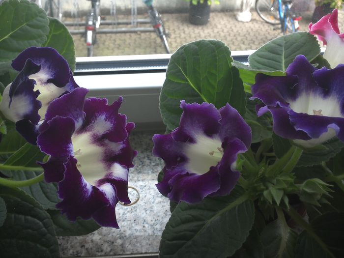 WIN_20150826_114558 - gloxinia