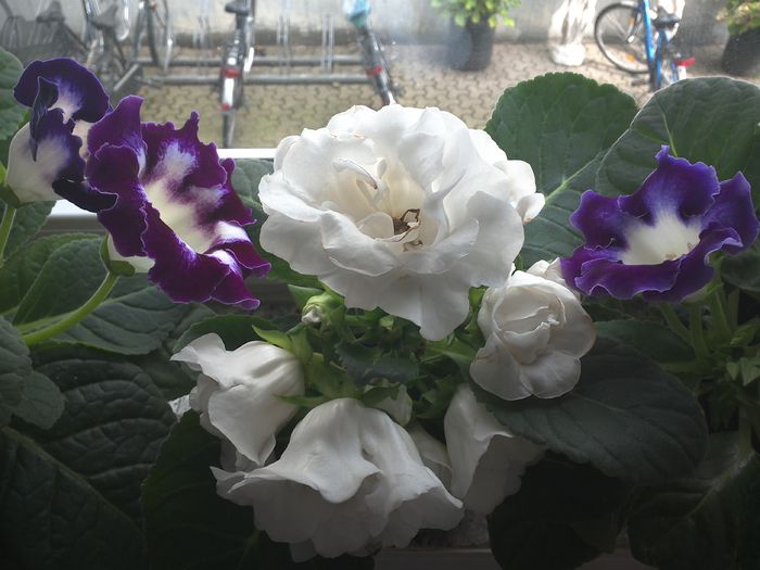 WIN_20150826_114739 - gloxinia