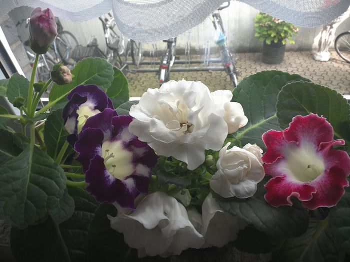WIN_20150826_114813 - gloxinia