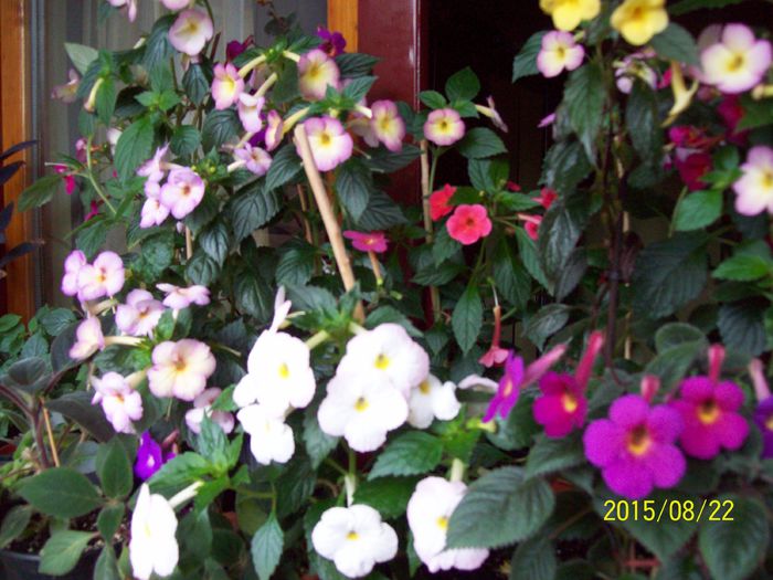 103_5003 - Achimenes 2015