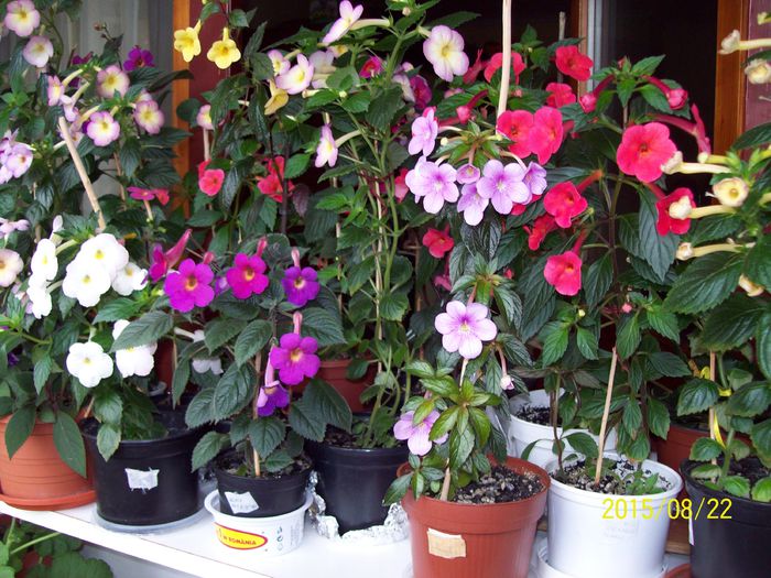 103_5004 - Achimenes 2015