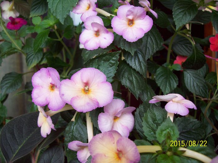 103_5006 - Achimenes 2015