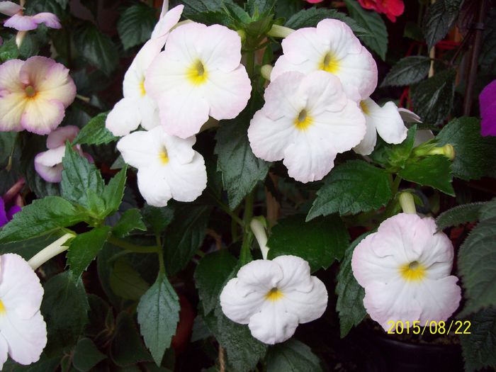 103_5007 - Achimenes 2015