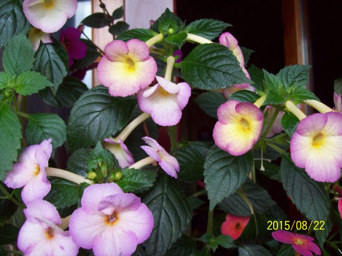 103_5008 - Achimenes 2015