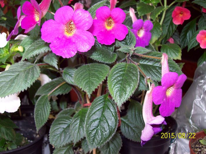 103_5010 - Achimenes 2015