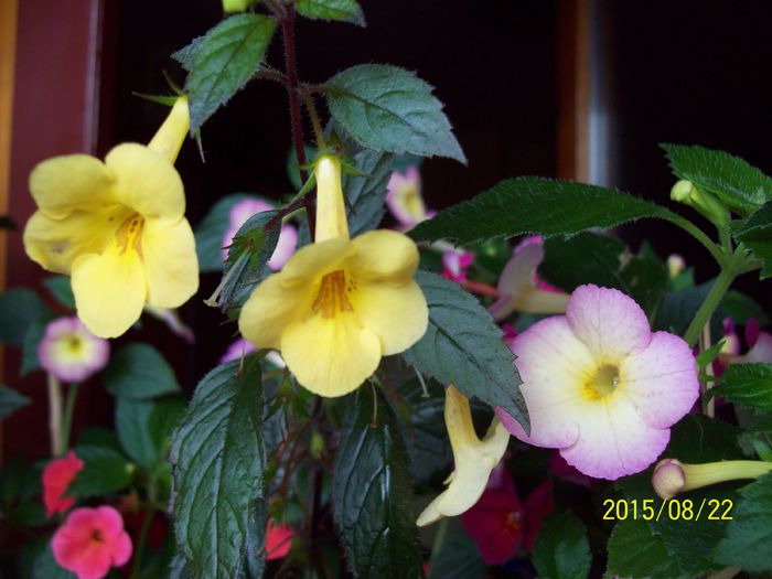 103_5011 - Achimenes 2015