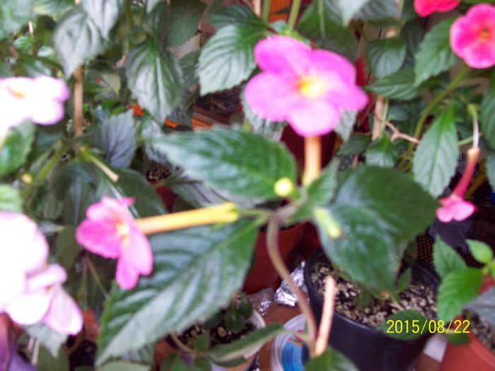 103_5015 - Achimenes 2015