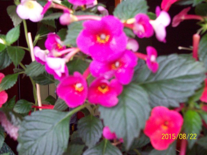 103_5016 - Achimenes 2015